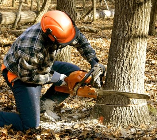 Tree Removal in Greenville, MS